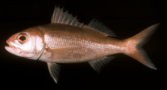 ปลากะพงสีทอง
Etelis carbunculus   Cuvier, 1828  
Deep-water red snapper  
ขนาด 125 cm
พบตามแนวขอ