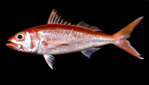 ปลากะพงสีทองครีบแดง
Etelis radiosus   Anderson, 1981  
Pale snapper  
ขนาด90cm
พบตามแนวขอบและแนว