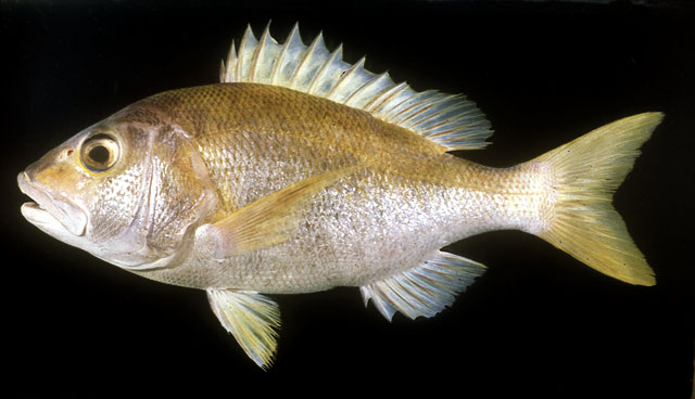 ปลากะพงสีเหลือง
Lipocheilus carnolabrum   (Chan, 1970)  
Tang's snapper 
ขนาด50cm
พบตามแนวขอบ แ