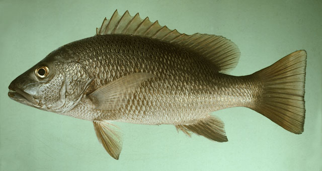 ปลากะพงแดงปากแม่น้ำ ปลากะพงสีเลือด
Lutjanus argentimaculatus   (Forsskål, 1775)  
Mangrove r