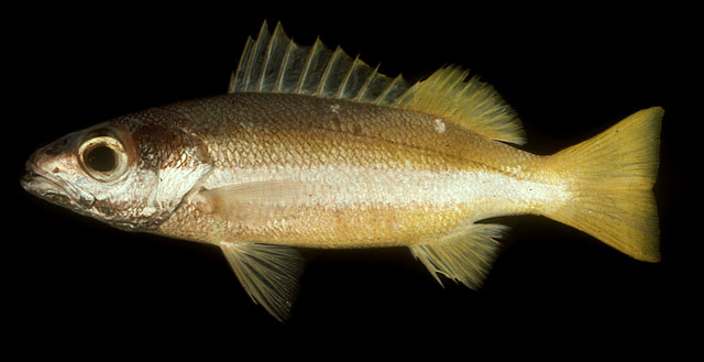 ปลากะพงแถบจุดขาว
Lutjanus biguttatus   (Valenciennes, 1830)  
Two-spot banded snapper  
ขนาด25แm
