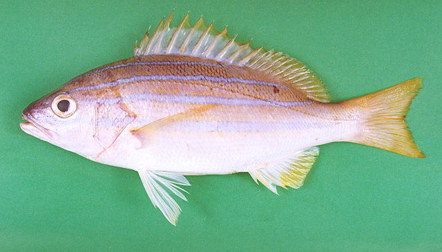 Lutjanus bengalensis   (Bloch, 1790)  
Bengal snapper  
ขนาด30cm
พบตามชายฝั่งทะเล แนวปะการัง
 แล