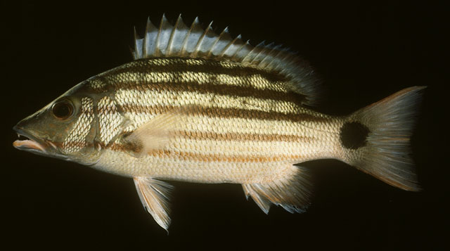 ปลากะพงลายพาด ข้างลวด
Lutjanus decussatus   (Cuvier, 1828)  
Checkered snapper  
ขนาด35cm
พบตามแ