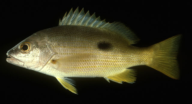 ปลากะพงเหลืองข้างปาน
Lutjanus fulviflamma   (Forsskål, 1775)  
Dory snapper  
ขนาด 35cm
พบ