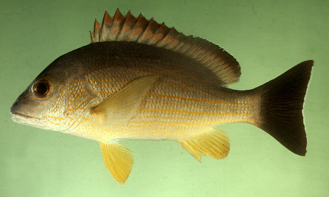 ปลากะพงแดงน้ำตาล
Lutjanus fulvus   (Forster, 1801)  
Blacktail snapper  
ขนาด40cm
พบตามปากแม่น้ำ