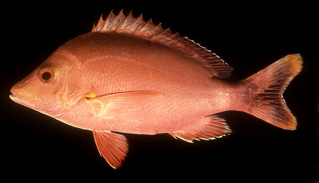 ปลากะพงแดง
Lutjanus gibbus   (Forsskål, 1775)  
Humpback red snapper  
ขนาด50cm
พบตามแนวปะ