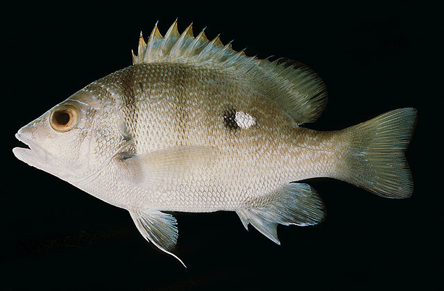 ปลากะพงหน้าลาย ปลาจ้าวสมุทร หน้าเขียน
Lutjanus rivulatus   (Cuvier, 1828)  
Blubberlip snapper  
