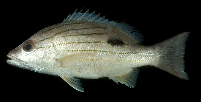 ปลากะพงข้างปาน
Lutjanus russellii   (Bleeker, 1849)  
Russell's snapper  
ขนาด 50cm
ปลาวัยอ่อนพ