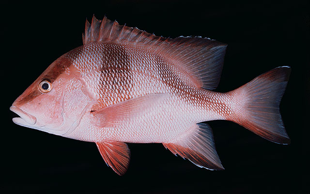 ปลากะพงแดงหน้าตั้ง
Lutjanus sebae   (Cuvier, 1816)  
Emperor red snapper  
ขนาด 100cm
ปลาวัยอ่อน