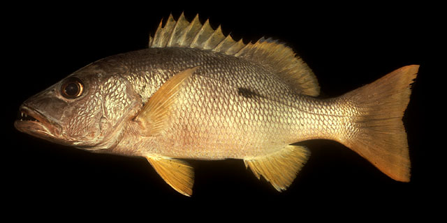 ปลากะพงแดงข้างปาน
Lutjanus monostigma   (Cuvier, 1828)  
One-spot snapper  
ขนาด 50cm
พบตามแนวปะ