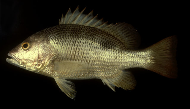 ปลากะพงเกล็ดห่าง ปลาอังจ้อ ปลาอังเกย
Lutjanus johnii   (Bloch, 1792)  
John's snapper  
ขนาด 90c