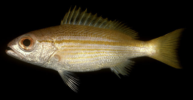 ปลากะพงข้างเหลือง นกขมิ้น
Lutjanus lutjanus   Bloch, 1790  
Bigeye snapper  
ขนาด 30cm
พบตามชายฝ