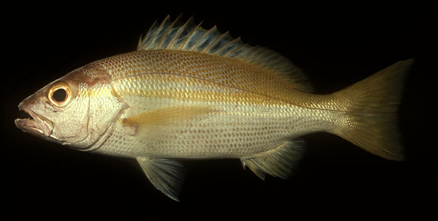 ปลากะพงเหลือง
Lutjanus madras   (Valenciennes, 1831)  
Indian snapper  
ขนาด25cm
พบตามป่าชายเลน 