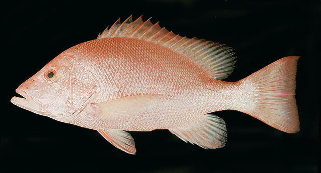 ปลากะพงแดงหางปาน
Lutjanus malabaricus   (Bloch & Schneider, 1801)  
Malabar blood snapper  
ขนาด1