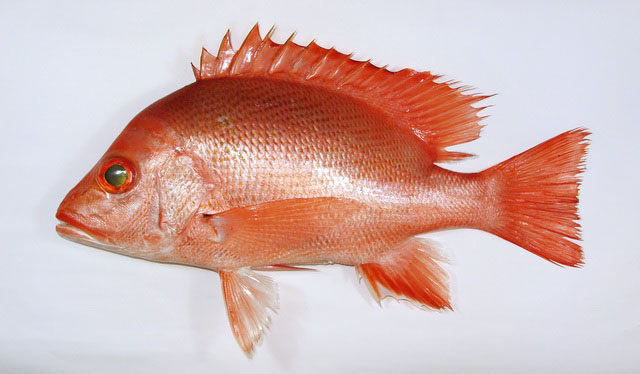 ปลากะพงแดงหางปานสั้น
Lutjanus timoriensis   (Quoy & Gaimard, 1824)  
Timor snapper  
ขนาด60cm
พบ