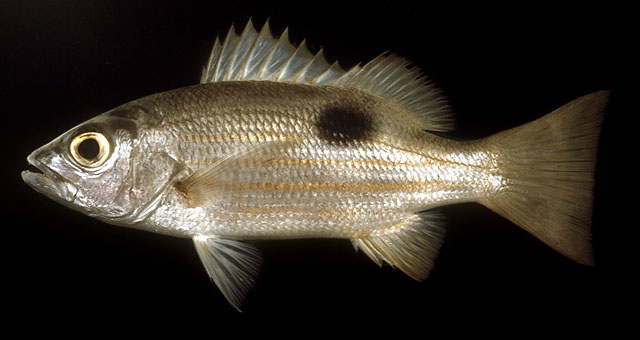 Lutjanus ehrenbergii   (Peters, 1869)  
Blackspot snapper 
ขนาด30cm
พบตามกองหินใต้น้ำทางฝั่งอ่าวไ