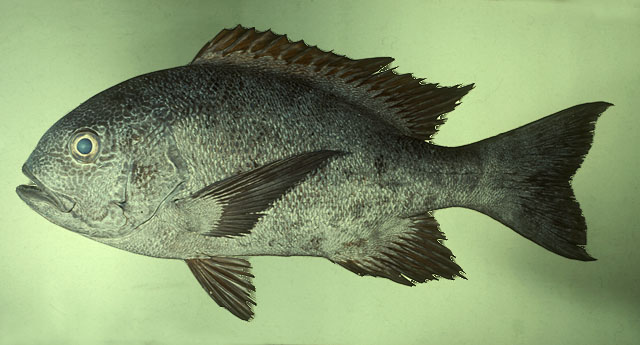 ปลากะพงผี
Macolor niger   (Forsskål, 1775)  
Black and white snapper  
ขนาด 70cm
พบตามแนวป