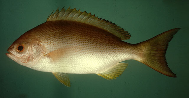 ปลาแดงแซว แดงหางบ่วง แดงตาดำ
Pinjalo pinjalo   (Bleeker, 1850)  
Pinjalo  
ขนาด80cm
พบตามแนวปะกา