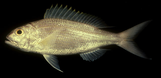 ปลาสีเงิน
Pristipomoides typus   Bleeker, 1852  
Sharptooth jobfish  
ขนาด70cm
พบตามแนวขอบไหล่ทว