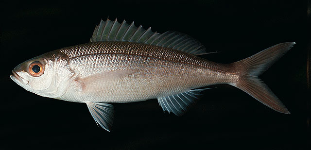 ปลาสีเงิน
Pristipomoides sieboldii   (Bleeker, 1854)  
Lavender jobfish  
ขนาด 80cm
พบตามแนวขอบไ