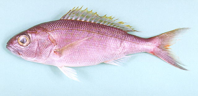 ปลาสีเงินใหญ่
Pristipomoides filamentosus   (Valenciennes, 1830)  
Crimson jobfish  
ขนาด 110cm
