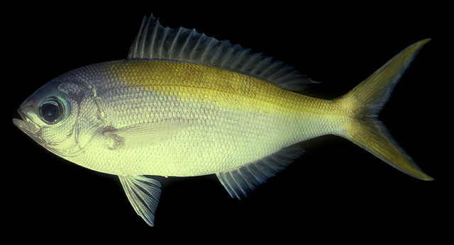 Paracaesio xanthura   (Bleeker, 1869)  
Yellowtail blue snapper 
ขนาด 50cm
พบตามแนวลาดของกองหิน แ