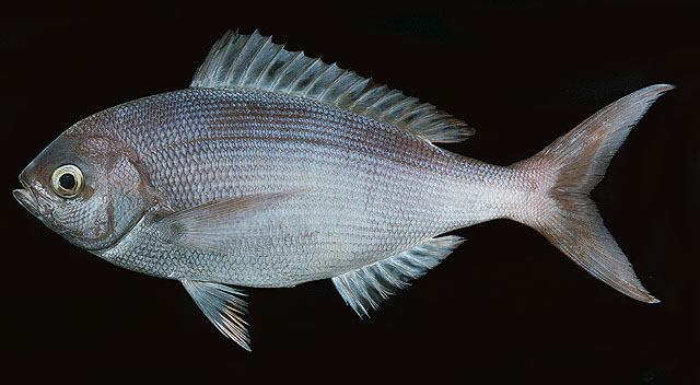 Paracaesio sordida   Abe & Shinohara, 1962  
Dirty ordure snapper  
ขนาด48cm
พบตามแนวขอบไหล่ทวีปท