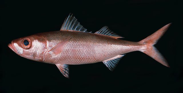 ปลาสีทองกล้วย
Erythrocles schlegelii   (Richardson, 1846)  
Japanese rubyfish  
ขนาด 72cm
พบตามล