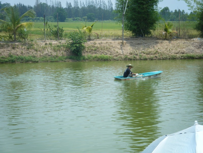 เจ้าของบ่อเฮียเพ็งพายเรือให้อาหาร