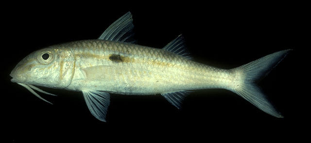 ปลาแพะเหลืองข้างจุด
Mulloidichthys flavolineatus   (Lacepède, 1801)  
Yellowstripe goatfish