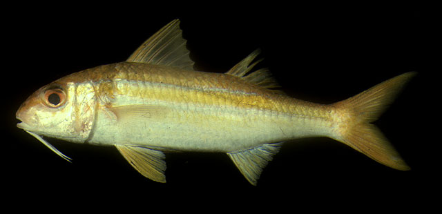 ปลาแพะเหลืองข้างแถบ
Mulloidichthys vanicolensis   (Valenciennes, 1831)  
Yellowfin goatfish  
ขนา