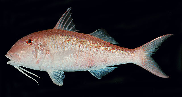 ปลาแพะทองเหลือง
Parupeneus heptacanthus   (Lacepède, 1802)  
Cinnabar goatfish  
ขนาด 35cm