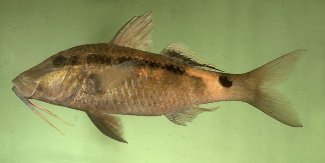 ปลาแพะแดงแถบหางจุด
Parupeneus macronemus   (Lacepède, 1801)  
Long-barbel goatfish  
ขนาด 