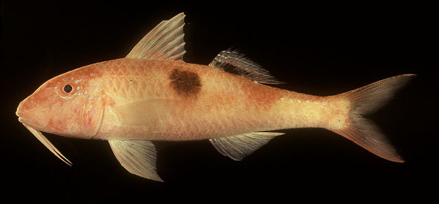 ปลาแพะข้างจุด
Parupeneus pleurostigma   (Bennett, 1831)  
Sidespot goatfish  
ขนาด 33cm
พบตามพื้