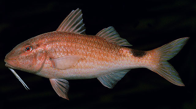 ปลาแพะแดงหางจุด
Parupeneus rubescens   (Lacepède, 1801)  
Rosy goatfish  
ขนาด 45cm
พบตาม