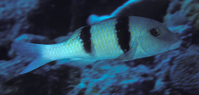 ปลาแพะหลังขีด
Parupeneus trifasciatus   (Lacepède, 1801)  
Doublebar goatfish  
ขนาด 25cm
