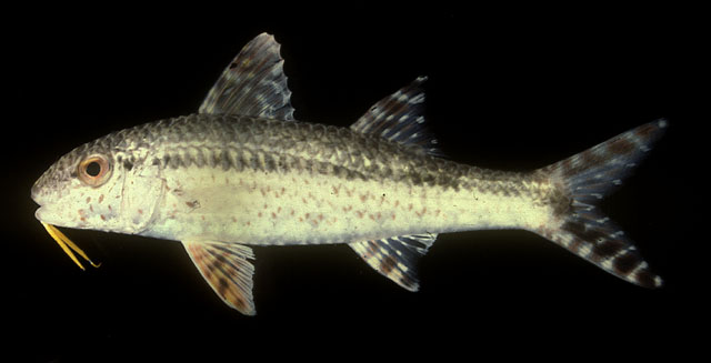 ปลาแพะลาย
Upeneus tragula   Richardson, 1846  
Freckled goatfish  
ขนาด 30cm
พบตามพื้นทรายด้านนอ