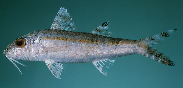 ปลาแพะ
Upeneus sundaicus   (Bleeker, 1855)  
Ochrebanded goatfish  
ขนาด 25cm
พบตามพื้นทรายนอกแน