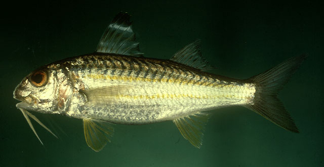 ปลาแพะ
Upeneus sulphureus   Cuvier, 1829  
Sulphur goatfish  
ขนาด 25cm
พบตามพื้นทะเลที่เป็นทราย