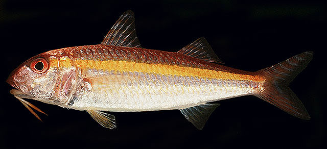 ปลาแพะข้างเหลือง
Upeneus moluccensis   (Bleeker, 1855)  
Goldband goatfish  
ขนาด 20cm
พบตามพื้น