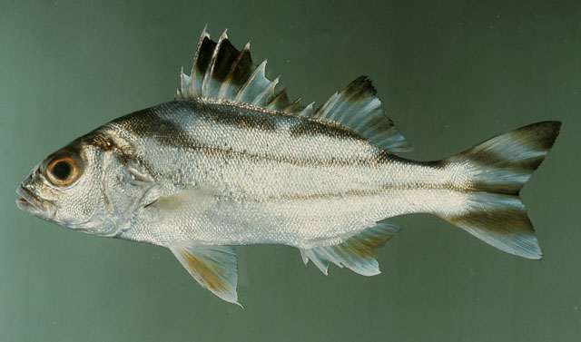 ปลาข้างตะเภาลายโค้ง
Terapon jarbua   (Forsskål, 1775)  
Jarbua terapon  
ขนาด 35cm
ปลาวัยอ