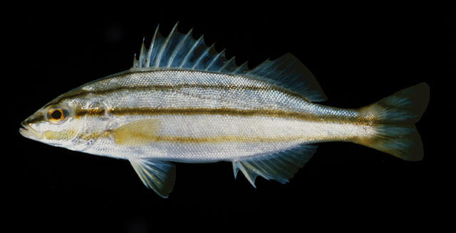 ปลาข้างตะเภาเกล็ดเล็ก
Terapon puta   Cuvier, 1829  
Small-scaled terapon  
ขนาด 25cท
พบตามป่าชาย