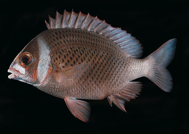 ปลาทรายขาวน้ำตาลคอขาว
Scolopsis vosmeri   (Bloch, 1792)  
Whitecheek monocle bream  
ขนาด 25cm
พ