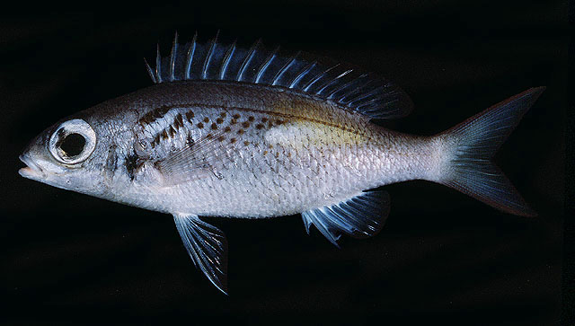 ปลาทรายขาวแต้มเฉียง
Scolopsis xenochrous   Günther, 1872  
Oblique-barred monocle bream  
ขน