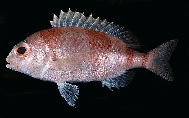 ปลาทรายขาวน้ำลึกหลังบั้ง
Parascolopsis inermis   (Temminck & Schlegel, 1843)  
Unarmed dwarf monoc