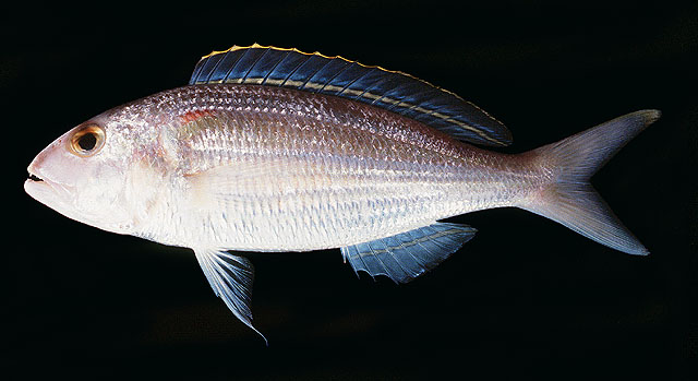 ปลาทรายแดงโม่ง
Nemipterus hexodon   (Quoy & Gaimard, 1824)  
Ornate threadfin bream  
ขนาด 20cm
