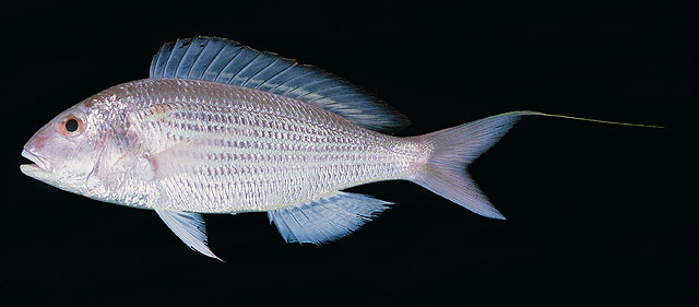 ปลาทรายแดงญี่ปุ่น
Nemipterus japonicus   (Bloch, 1791)  
Japanese threadfin bream  
ขนาด 20cm
พบ