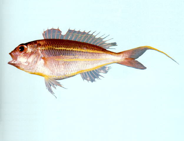 ปลาทรายแดงท้องเหลือง
Nemipterus bathybius   Snyder, 1911  
Yellowbelly threadfin bream  
ขนาด 20c