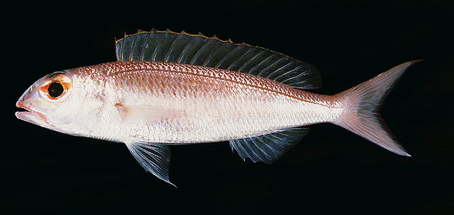 ปลาทรายแดงแกลบ
Nemipterus zysron   (Bleeker, 1857)  
Slender threadfin bream  
ขนาด 25cm
พบตามพื
