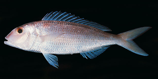 ปลาทรายแดงหางส้อม
Nemipterus furcosus   (Valenciennes, 1830)  
Fork-tailed threadfin bream  
ขนาด